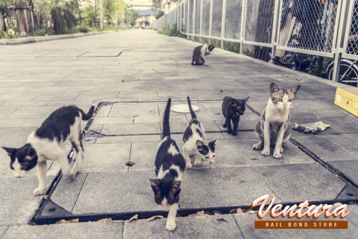 What to Do About Stray Animals